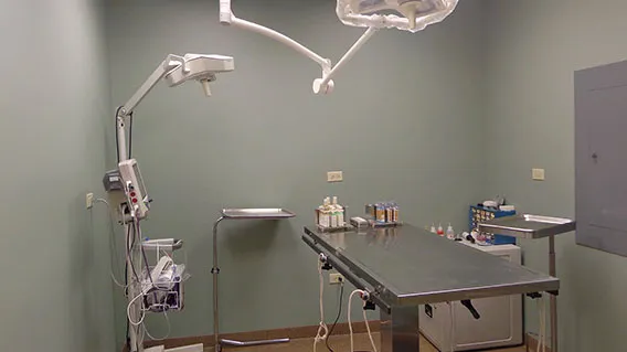 Hyde Park Animal Clinic Picture 7