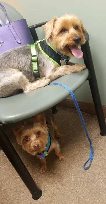 Hyde Park Animal Clinic Picture 2