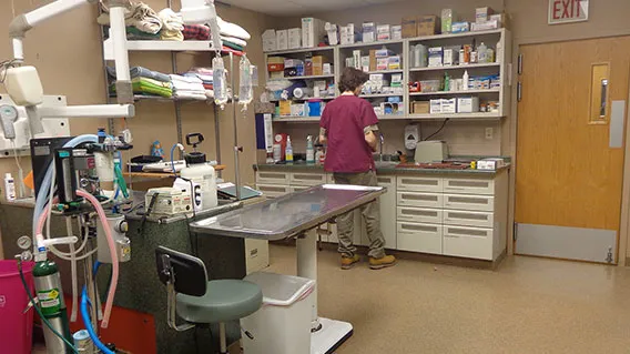 Hyde Park Animal Clinic Picture 5