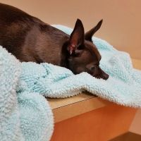 Animal Hospital On Route 66 ico