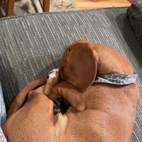 Abbot Animal Hospital ico