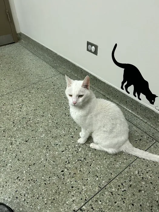 VCA Berwyn Animal Hospital Picture 6