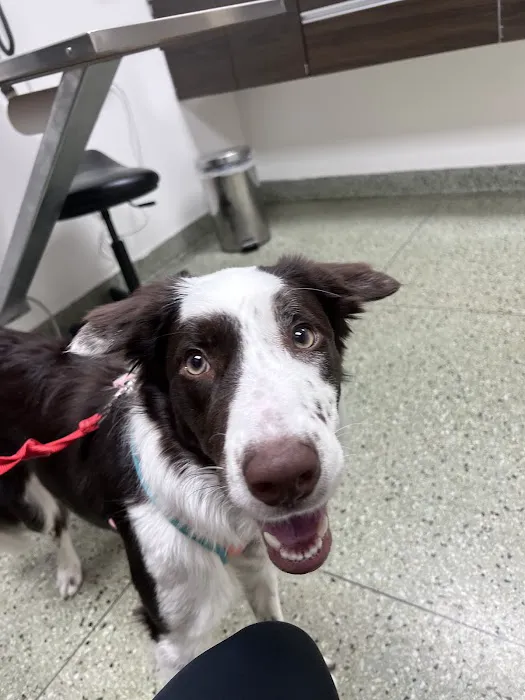 VCA Berwyn Animal Hospital Picture 7