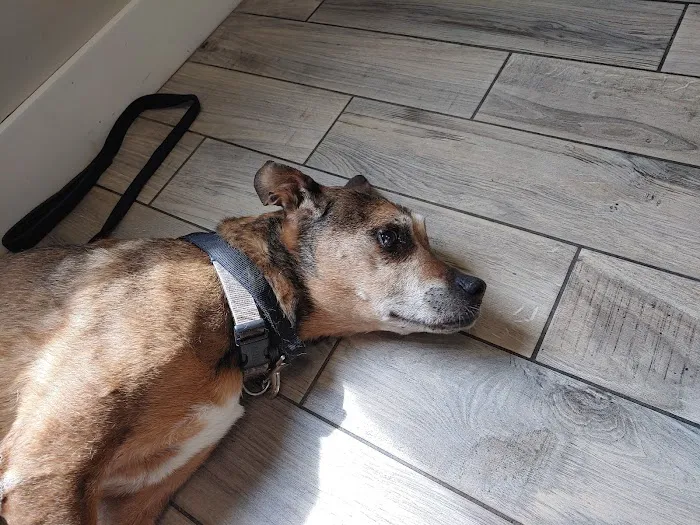 Summit Animal Hospital Picture 10