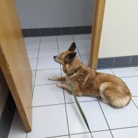 Scottsdale Animal Clinic ico