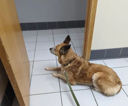 Scottsdale Animal Clinic