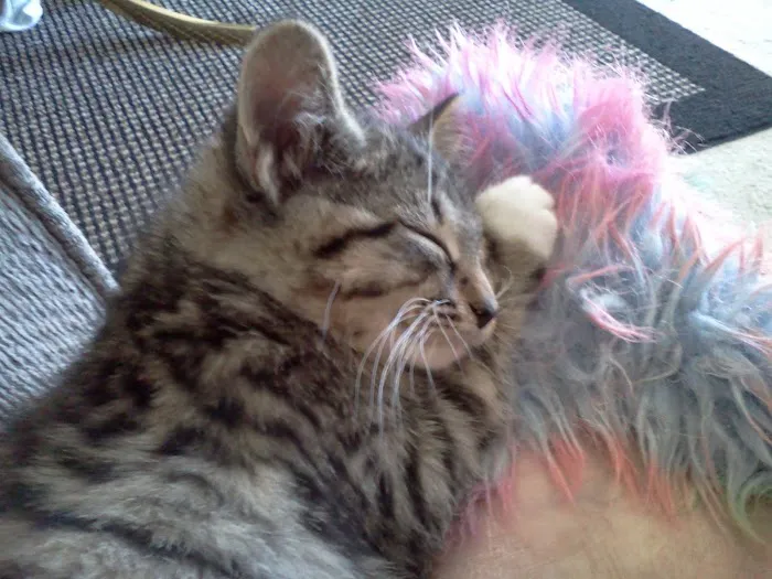Scottsdale Animal Clinic Picture 10