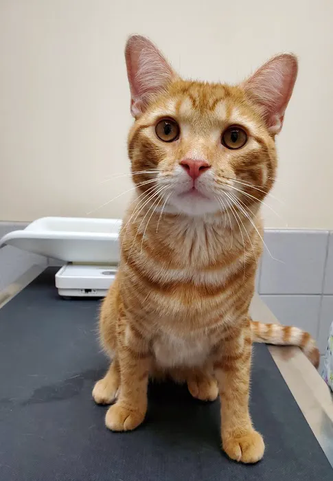 Scottsdale Animal Clinic Picture 7