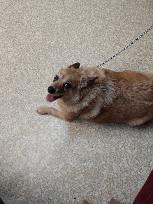 Oak Lawn Animal Hospital Picture 8