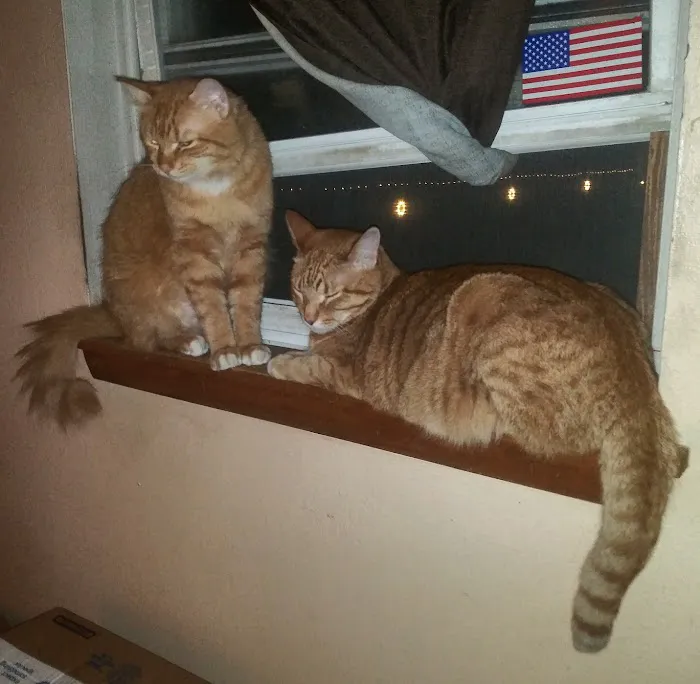 Oak Lawn Animal Hospital Picture 3