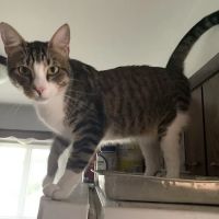 Homestead Animal Hospital ico