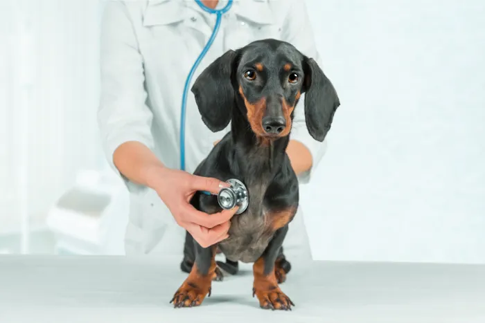 Homestead Animal Hospital Picture 8
