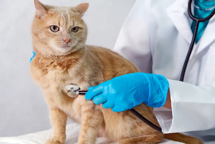 Homestead Animal Hospital Picture 9