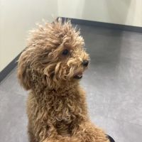 Vetco Total Care Animal Hospital ico