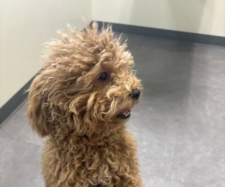 Vetco Total Care Animal Hospital