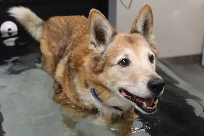 PetVets Animal Hospital Picture 5