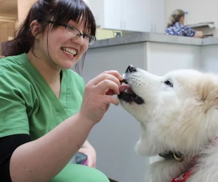 PetVets Animal Hospital