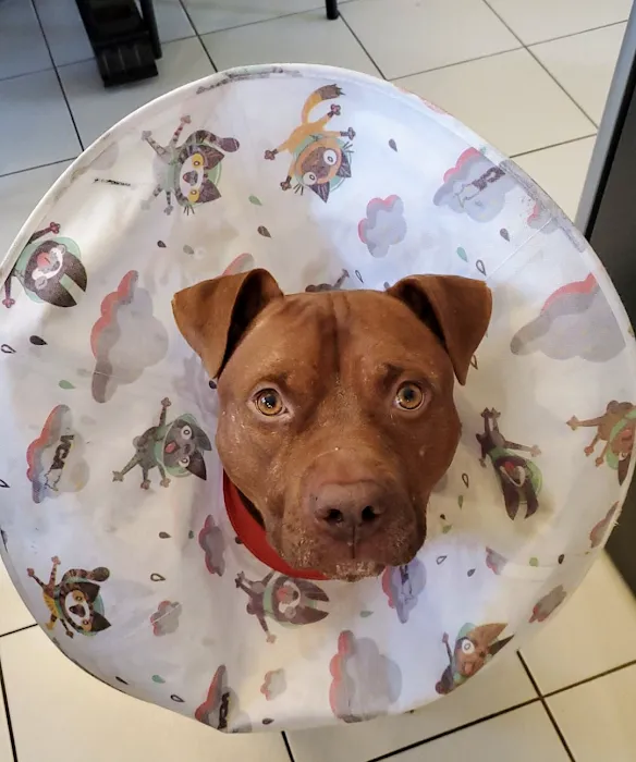 PetVets Animal Hospital Picture 10
