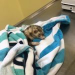 Oak Park Animal Hospital Ltd