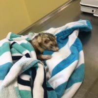 Oak Park Animal Hospital Ltd ico