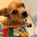 LePar Animal Hospital