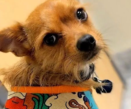 LePar Animal Hospital