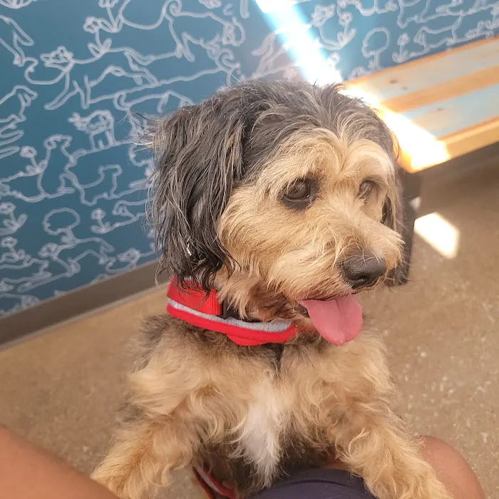 Thrive Pet Healthcare - Oak Lawn Picture 4