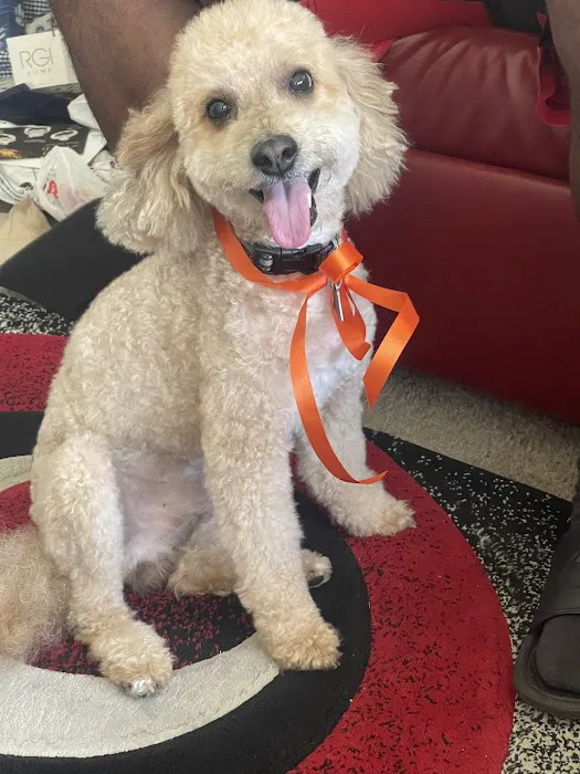 Thrive Pet Healthcare - Oak Lawn Picture 3
