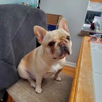Pets First ico
