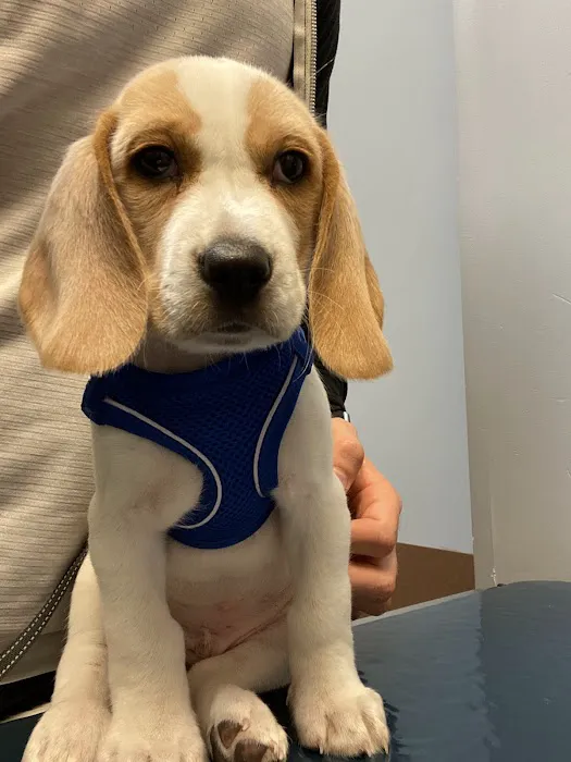 Pets First Picture 3