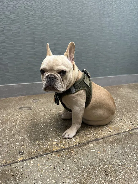 Wrigleyville Veterinary Center Picture 8