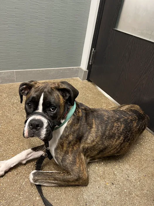 Wrigleyville Veterinary Center Picture 5