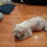 Banfield Pet Hospital