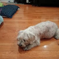 Banfield Pet Hospital ico