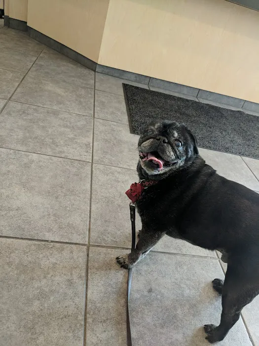 Roscoe Village Animal Hospital Picture 8