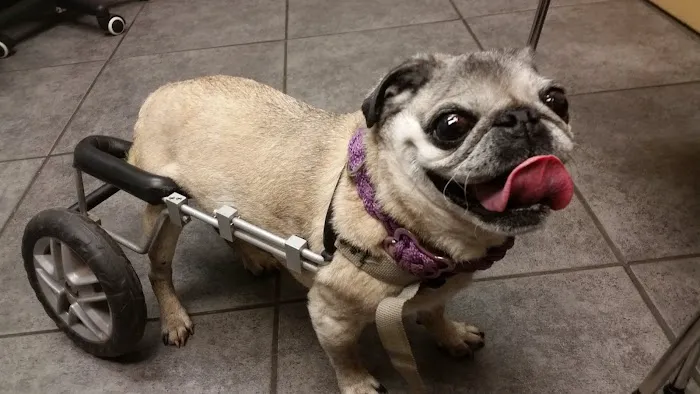 Roscoe Village Animal Hospital Picture 7