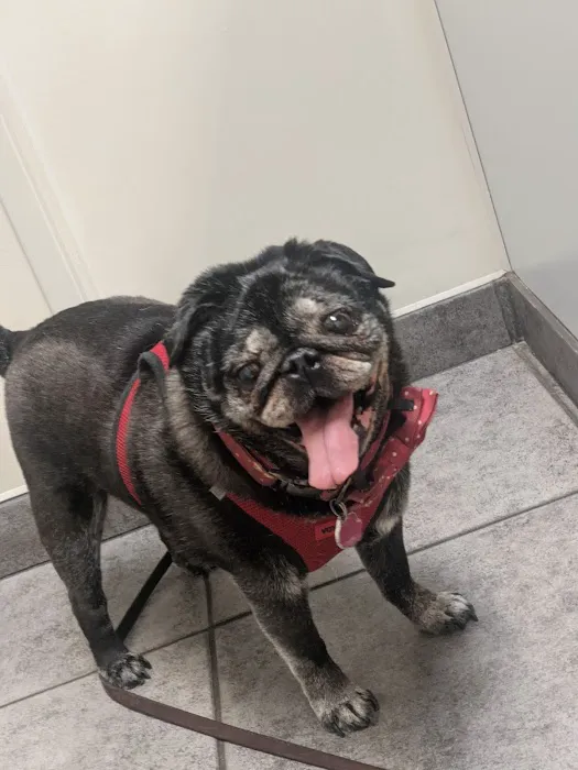 Roscoe Village Animal Hospital Picture 10