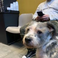 Higgins Animal Clinic ico