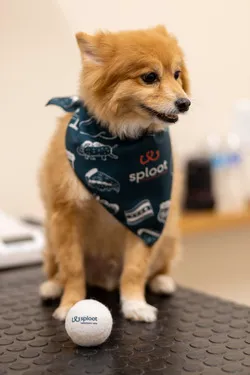 Sploot Veterinary Care - Logan Square Picture 6
