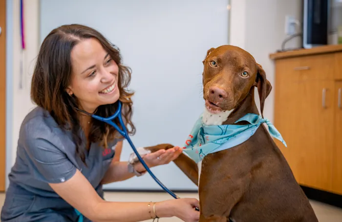 Sploot Veterinary Care - Logan Square Picture 9