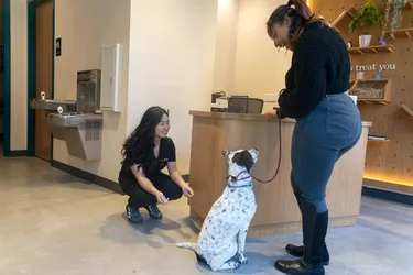 Sploot Veterinary Care - Logan Square Picture 2