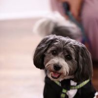 Logan Square Animal Hospital ico