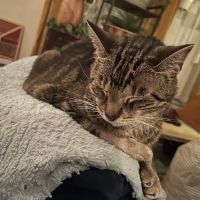 West Wrigley Animal Hospital ico