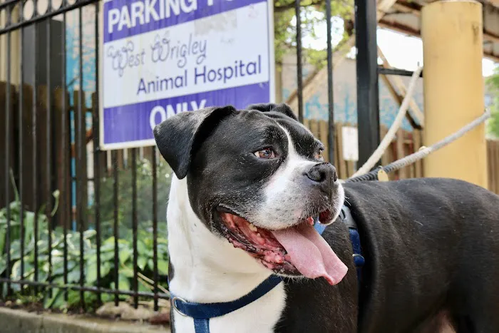 West Wrigley Animal Hospital Picture 7