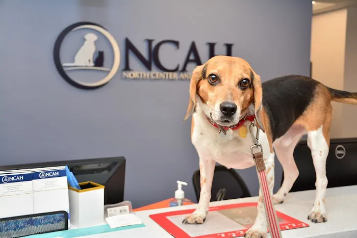 North Center Animal Hospital, A Thrive Pet Healthcare Partner Picture 8