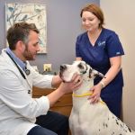 North Center Animal Hospital, A Thrive Pet Healthcare Partner