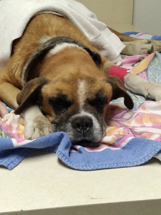 McRae Animal Hospital Picture 4