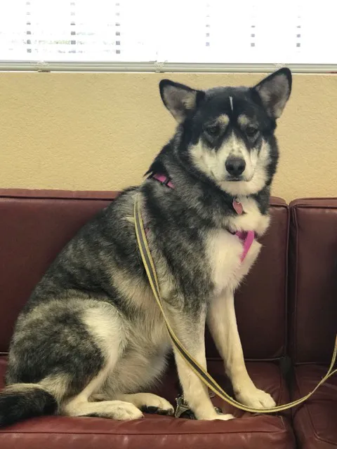McRae Animal Hospital Picture 6