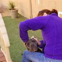 Vista Hills Animal Hospital: Shinaut Randy DVM ico
