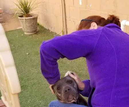 Vista Hills Animal Hospital: Shinaut Randy DVM